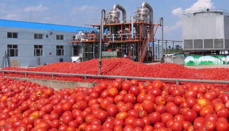 Tomato Factory in Botswana