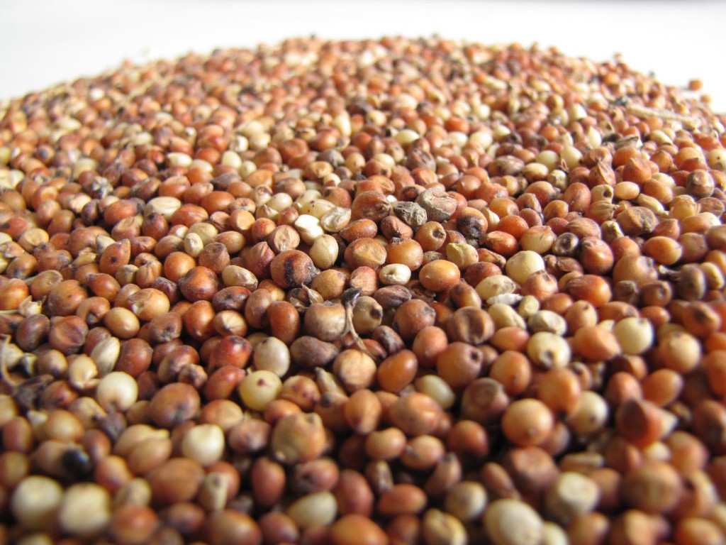 Mosutlhwane( sorghum grains)