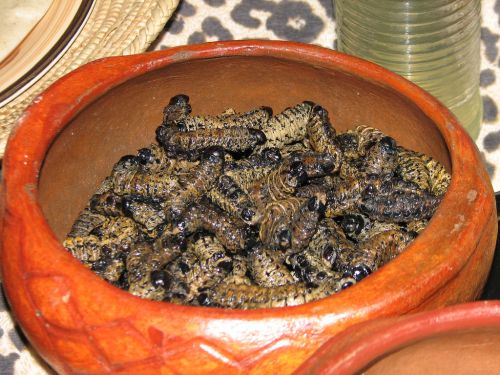 Phane (mophane worms)