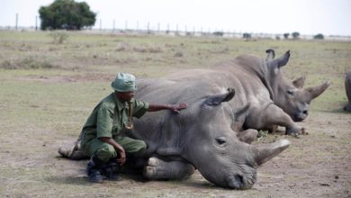 Rhinos poached