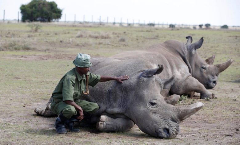 Rhinos poached