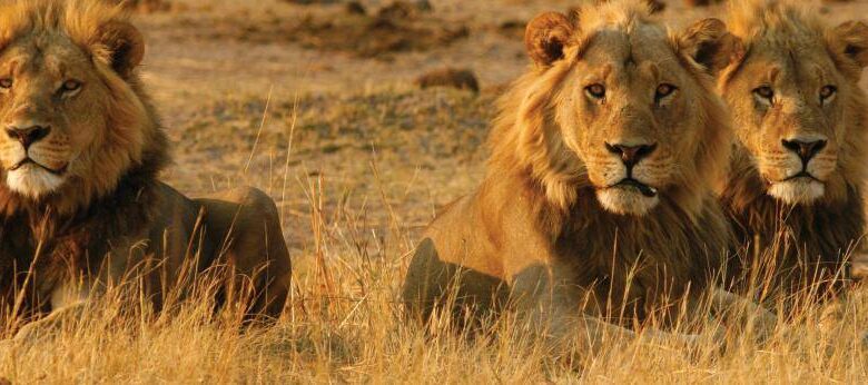 Department of Wildlife and National Parks informs members of the public